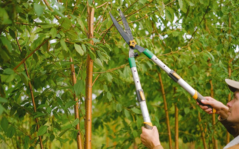 Tree trimming in Schuyler, NE